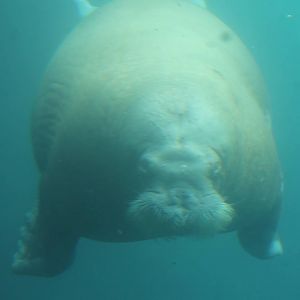 Walrus