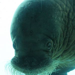 Walrus
