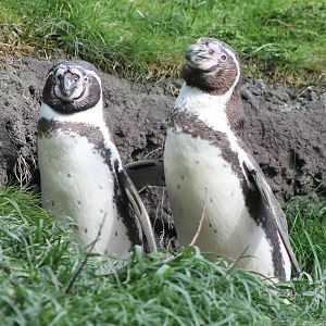 Humbold penguins