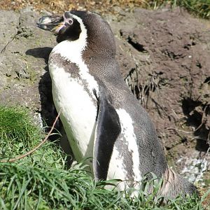 Humbold penguin