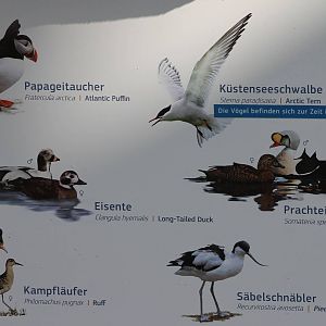 Sea-bird sign
