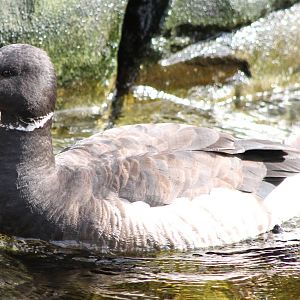 Brent goose