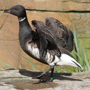 Brent goose