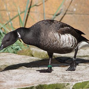 Brent goose