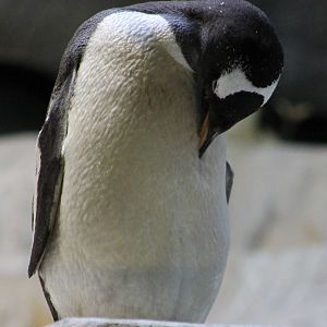 Gentoo penguin