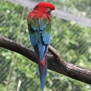 Greeen-winged macaw