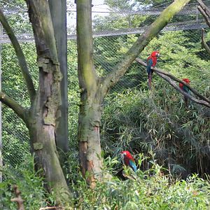 Enclosure Green-winged macaws