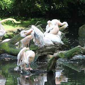 Pink pelicans
