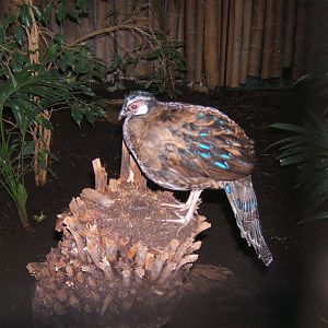 Palawan Peacock-pheasant