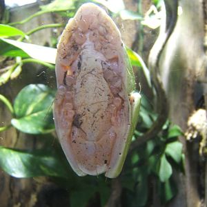 Black-eyed Tree Frog