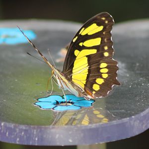 Butterfly Siproeta stelenes