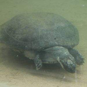 Giant river turtle