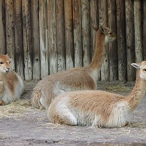 Vicunjas