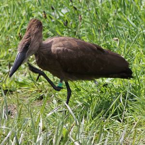 Hamerkop