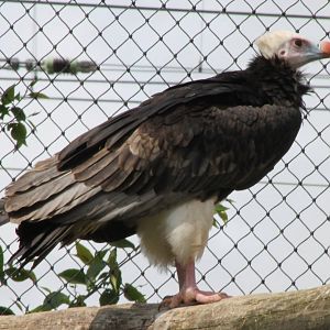 White-headed vulture