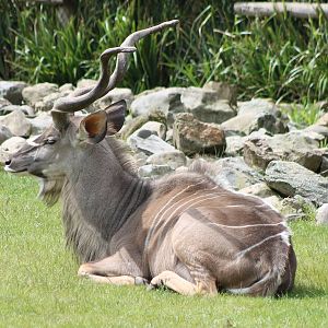 Greater kudu