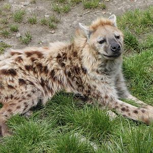 Spotted hyena
