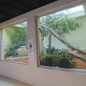 Malayan Flying Fox Exhibit