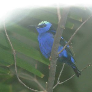 Red Legged Honeycreeper