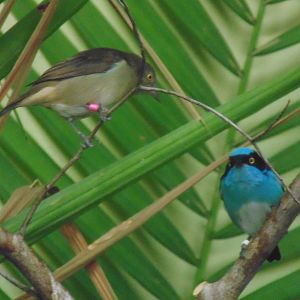 Black Faced Dacnis Pair
