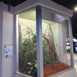 Guam Kingfisher & Guam Rail exhibit