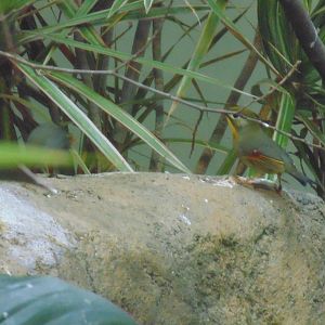 Red-billed Leiothrix