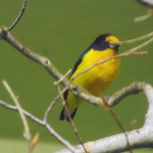 Violaceous Euphonia