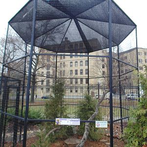 Golden Pheasant Exhibit