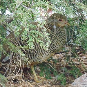 Golden Pheasant Female