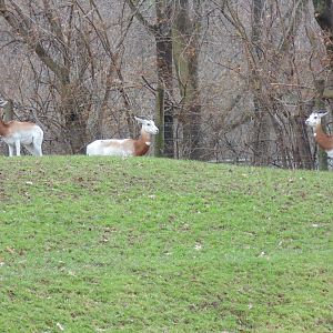 New Dama Gazelle females with the zoos lone male