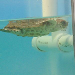 Baby Loggerhead Sea Turtle