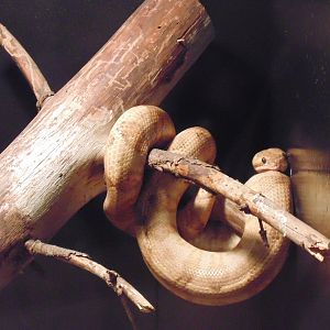 Annulated Tree Boa