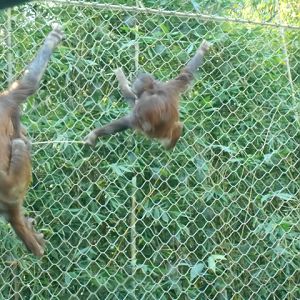 My stick!  No, mine!