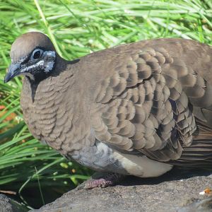 Outback -Aviary 1 - Squatter Pigeon