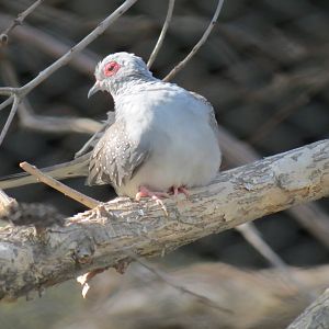 Outback -Aviary 1 - Diamond Dove
