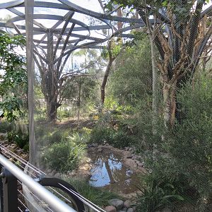 Outback - Aviary 3