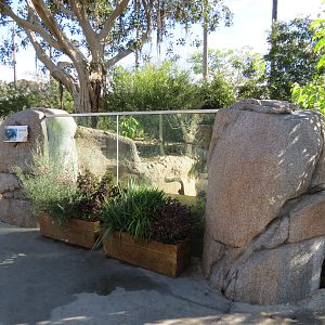 Outback - Tasmanian Devil Exhibit 1