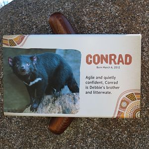 Outback - Tasmanian Devil Exhibit 1