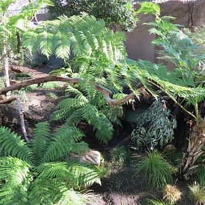 Outback - Tasmanian Devil Exhibit 2