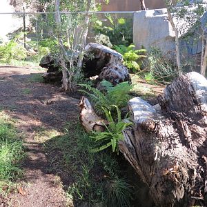 Outback - Tasmanian Devil Exhibit 2