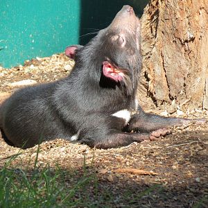 Outback - Tasmanian Devil Exhibit 2