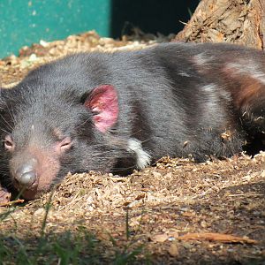 Outback - Tasmanian Devil Exhibit 2