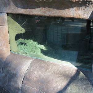 Outback - Tasmanian Devil Exhibit 2 - Den