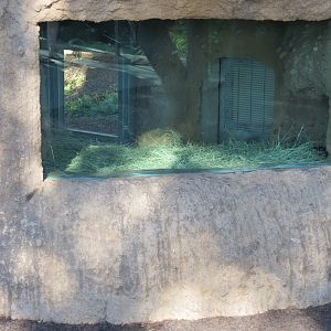 Outback - Tasmanian Devil Exhibit 4 - Den