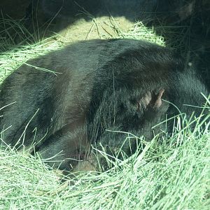 Outback - Tasmanian Devil Exhibit 4 - Den