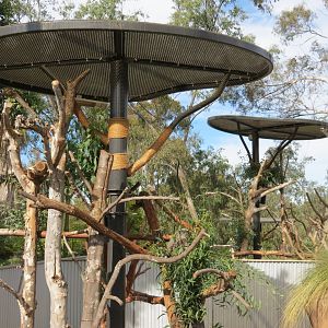 Outback - Koala Exhibits for Male Koalas