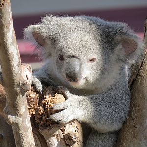 Outback - Koala Exhibits for Male Koalas