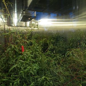 Outback - Queenslander House - Eucalyptus Refrigerator