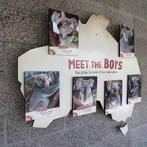 Outback - Koala Exhibits for Male Koalas - Sign