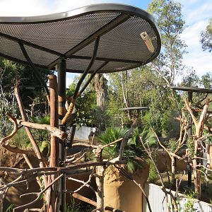 Outback - Koala Exhibits for Male Koalas